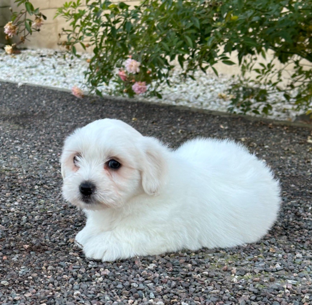 Di Golfu Di Lava - Chiot disponible  - Coton de Tulear