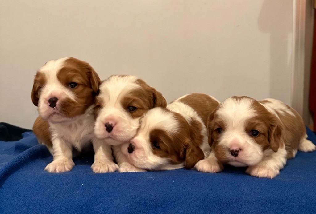 chiot Cavalier King Charles Spaniel Di Golfu Di Lava