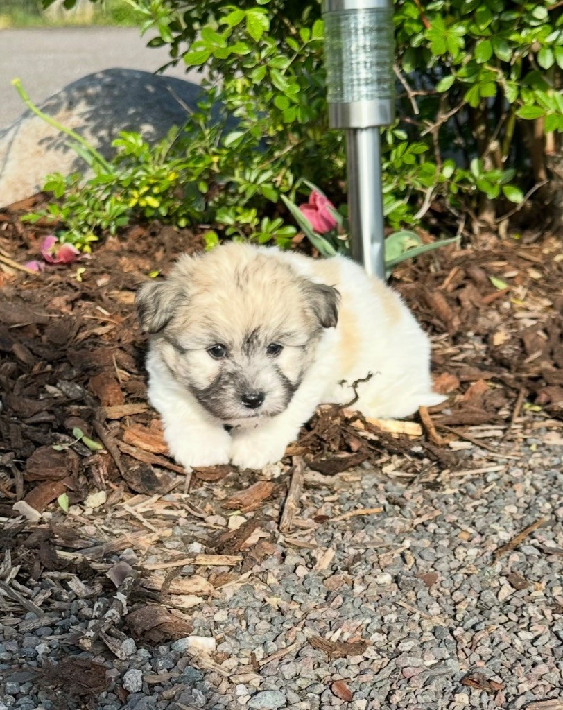 Di Golfu Di Lava - Chiots disponibles - Coton de Tulear