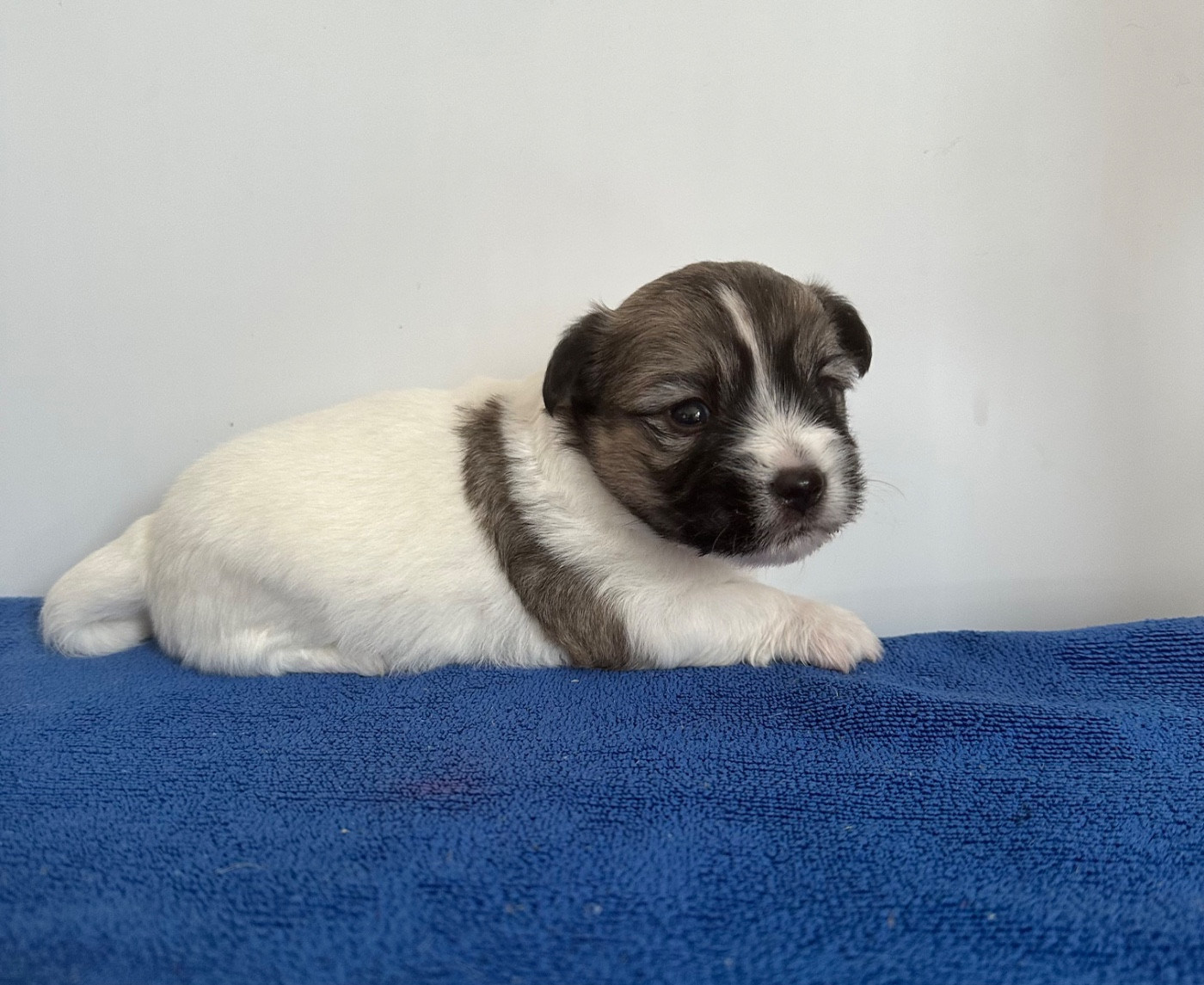Di Golfu Di Lava - Chiots disponibles - Coton de Tulear