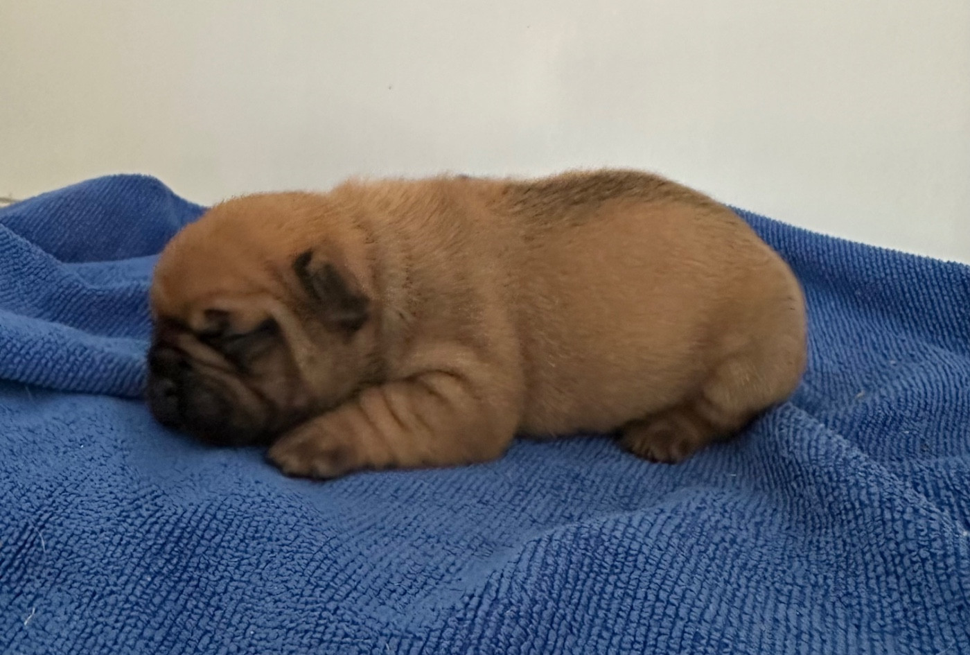 Di Golfu Di Lava - Chiots disponibles - Bouledogue français