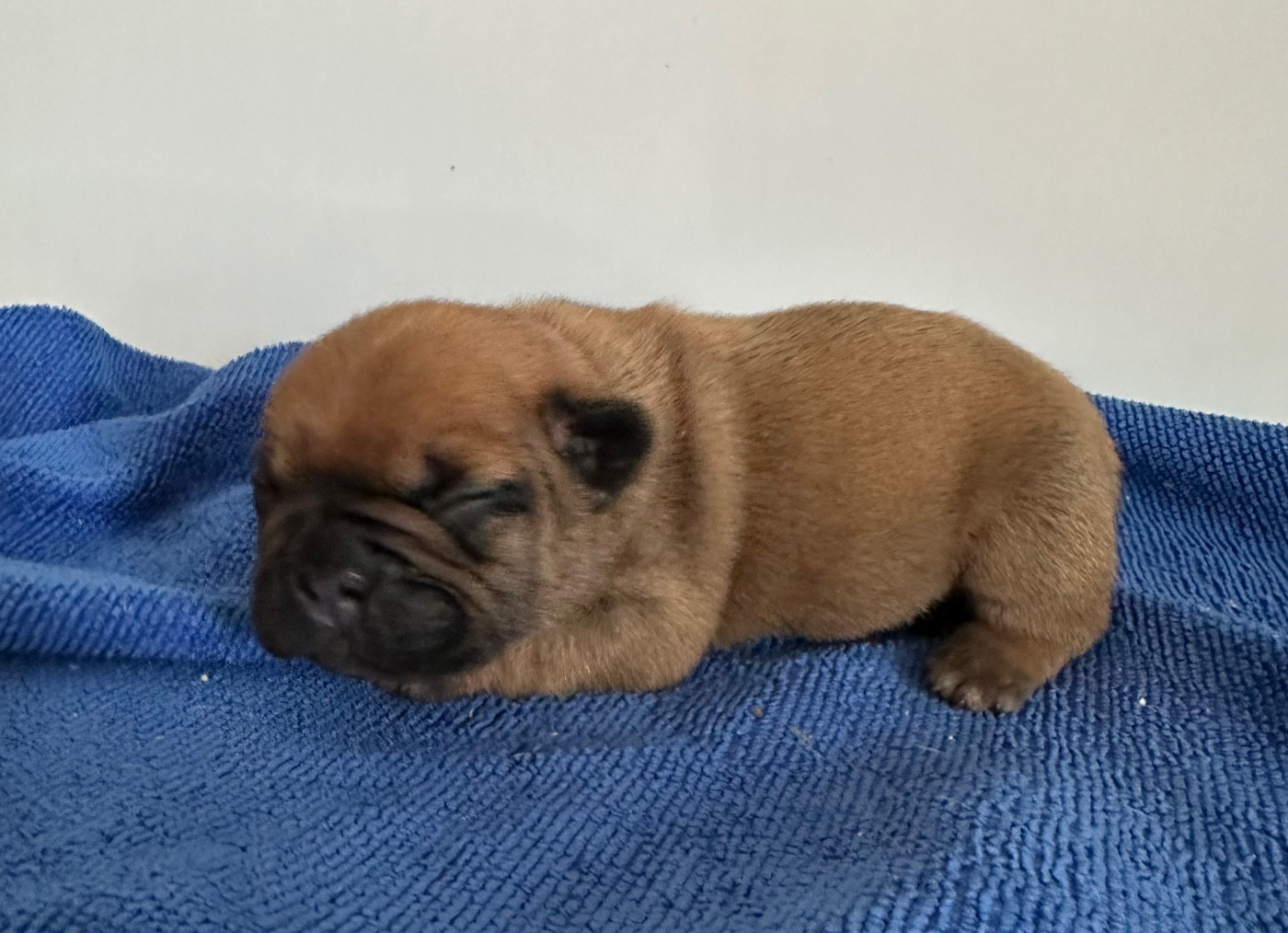 Di Golfu Di Lava - Chiots disponibles - Bouledogue français
