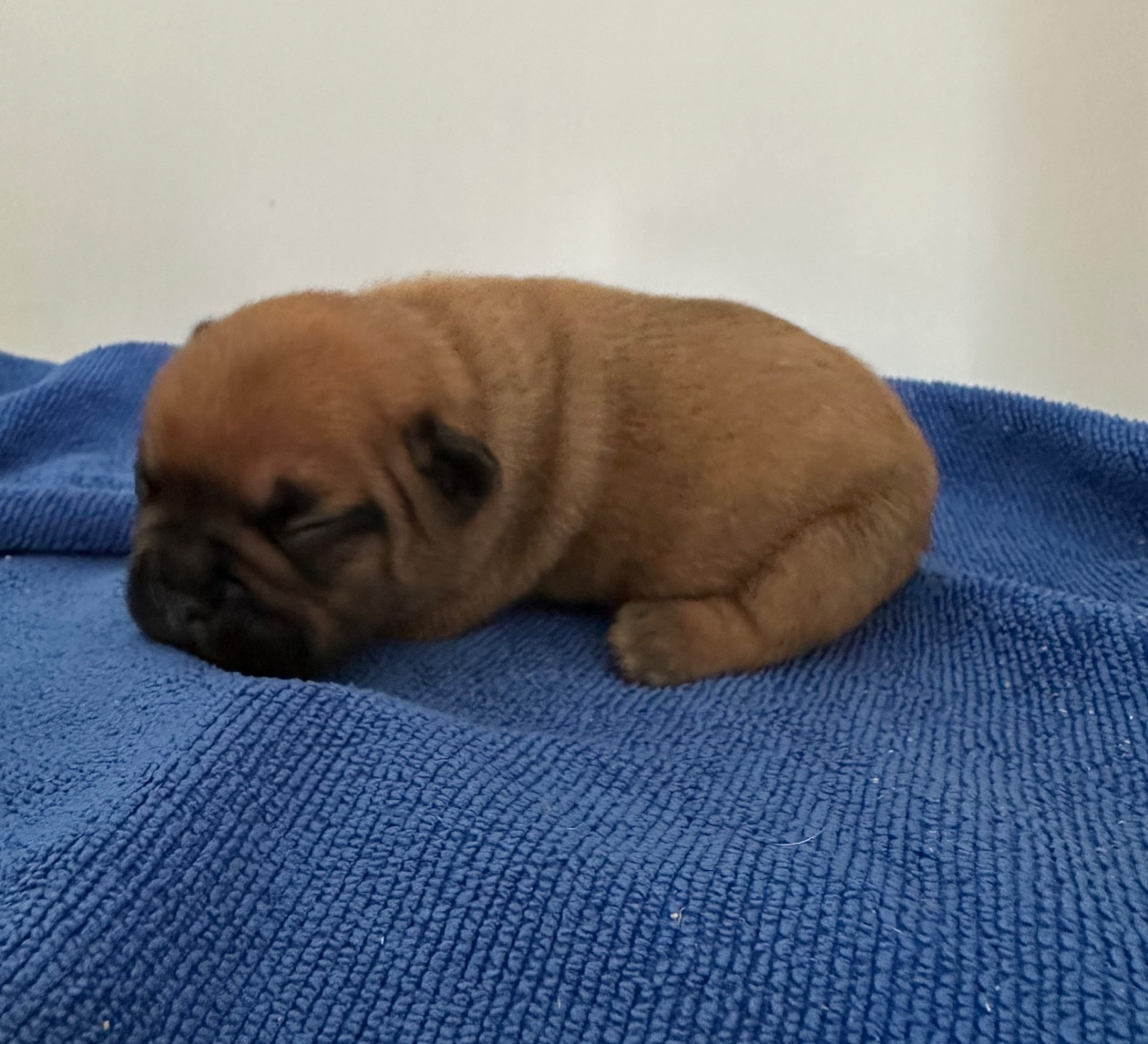 Di Golfu Di Lava - Chiots disponibles - Bouledogue français