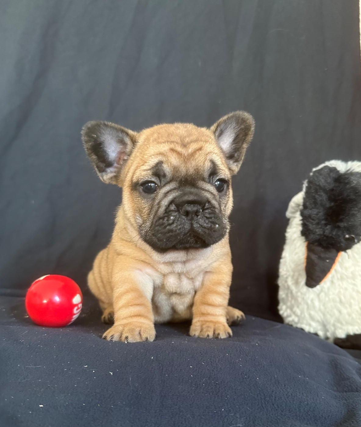 Di Golfu Di Lava - Chiots disponibles - Bouledogue français