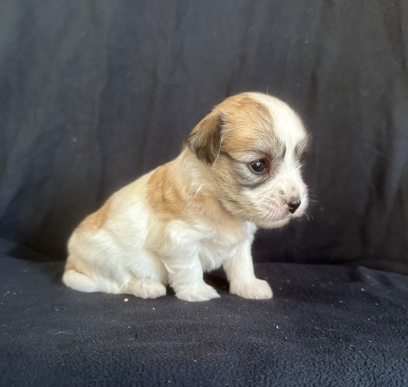 Di Golfu Di Lava - Chiots disponibles - Coton de Tulear