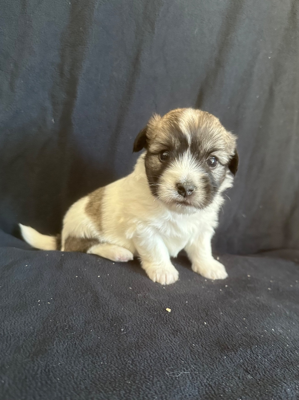 Di Golfu Di Lava - Chiots disponibles - Coton de Tulear