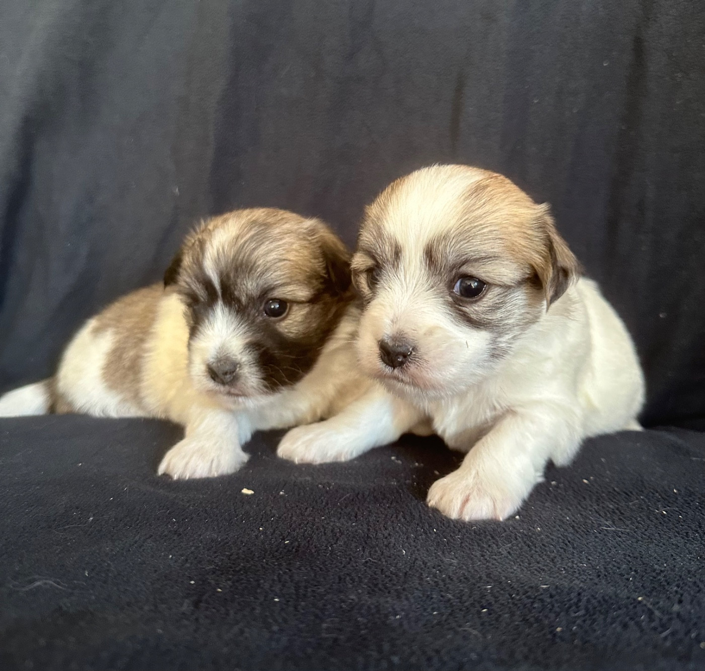 Chiot Coton de Tulear Di Golfu Di Lava