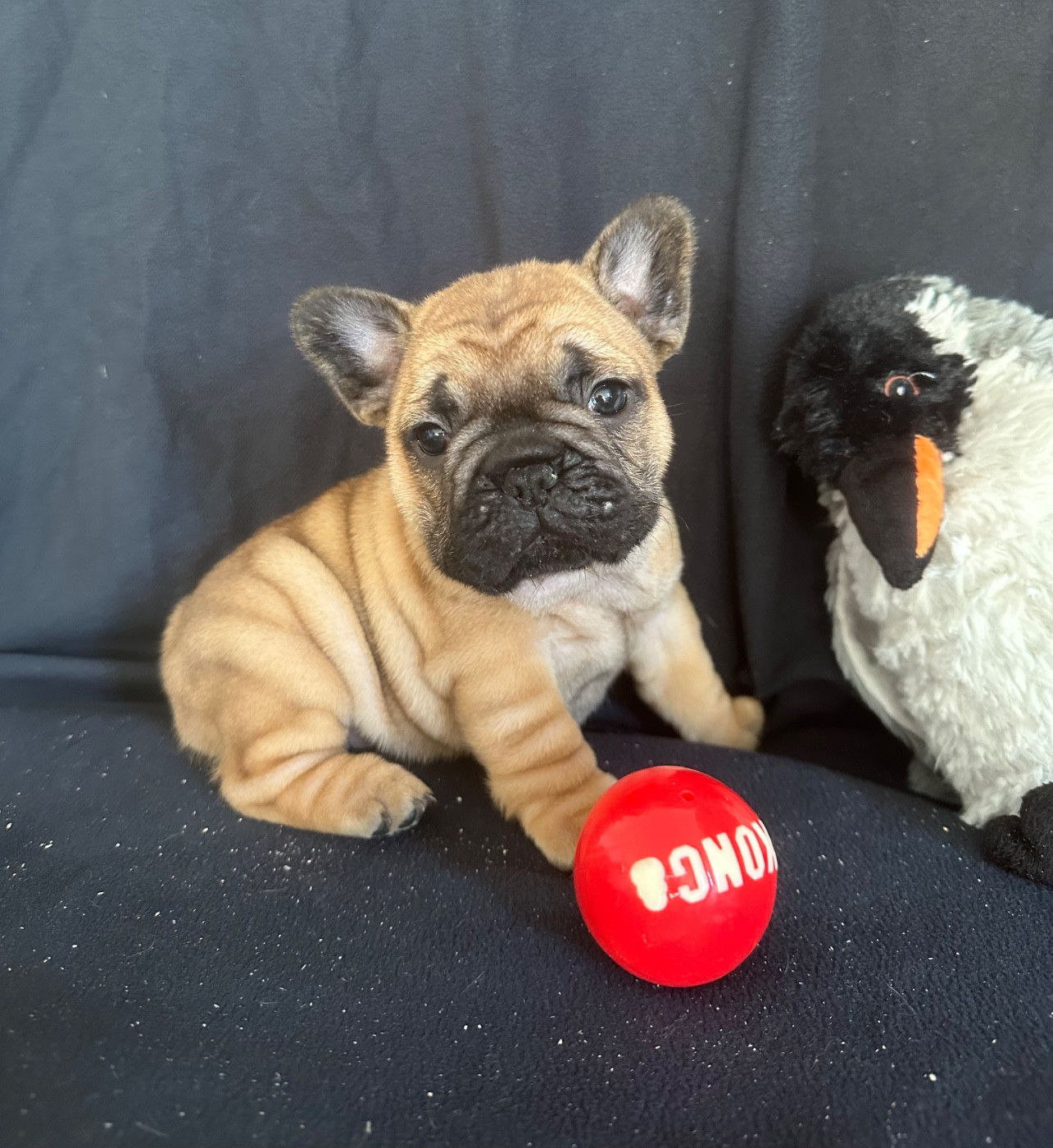 Di Golfu Di Lava - Bouledogue français - Portée née le 13/10/2025