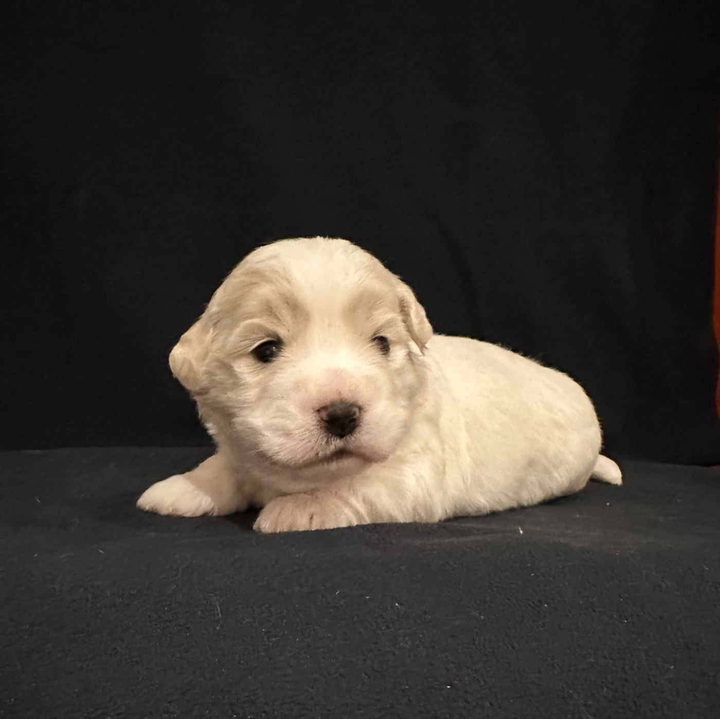 Di Golfu Di Lava - Chiots disponibles - Coton de Tulear