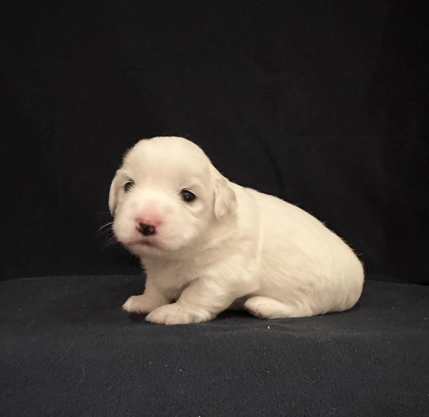 Di Golfu Di Lava - Chiots disponibles - Coton de Tulear