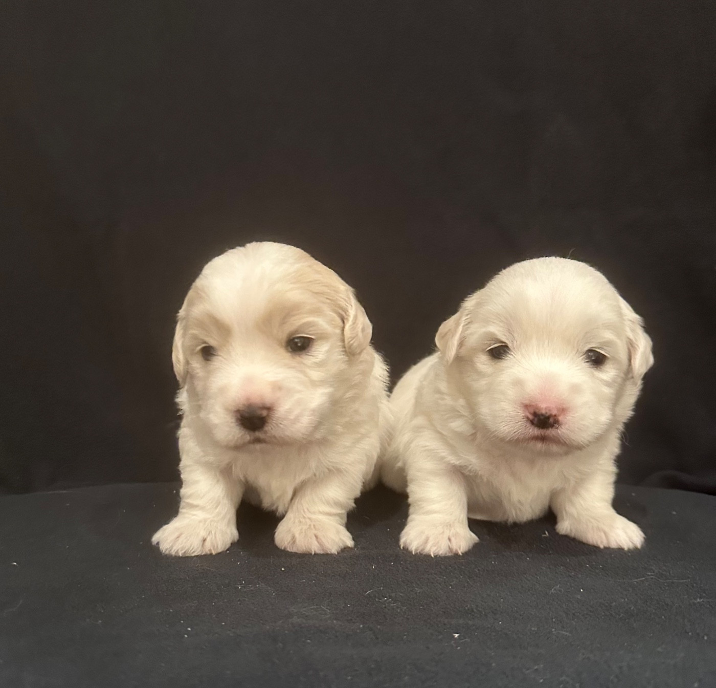 Chiot Coton de Tulear Di Golfu Di Lava