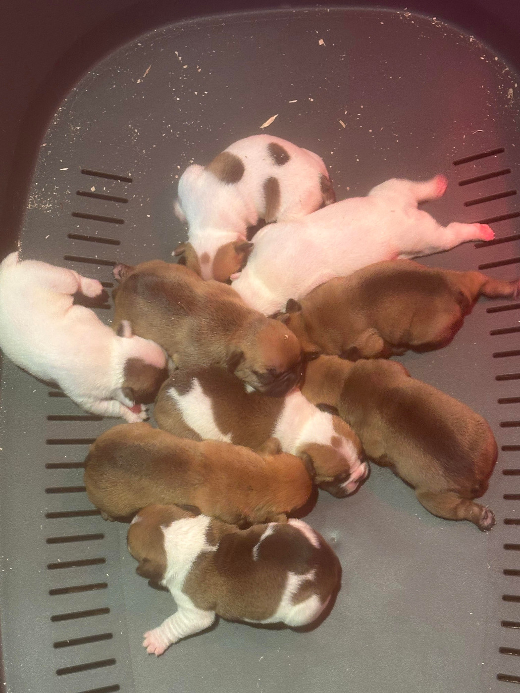 Chiot Bouledogue français Di Golfu Di Lava