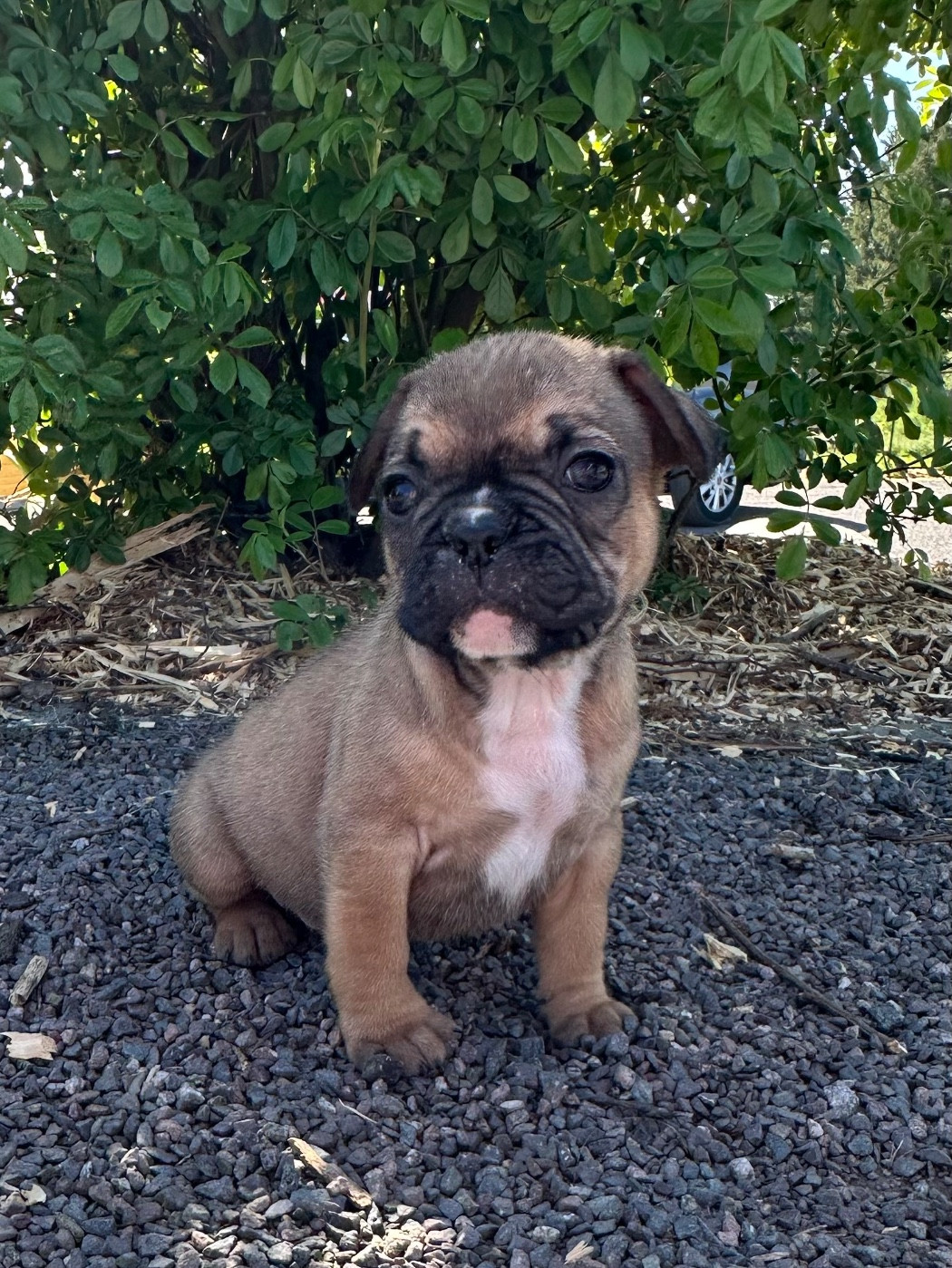 Di Golfu Di Lava - Chiots disponibles - Bouledogue français