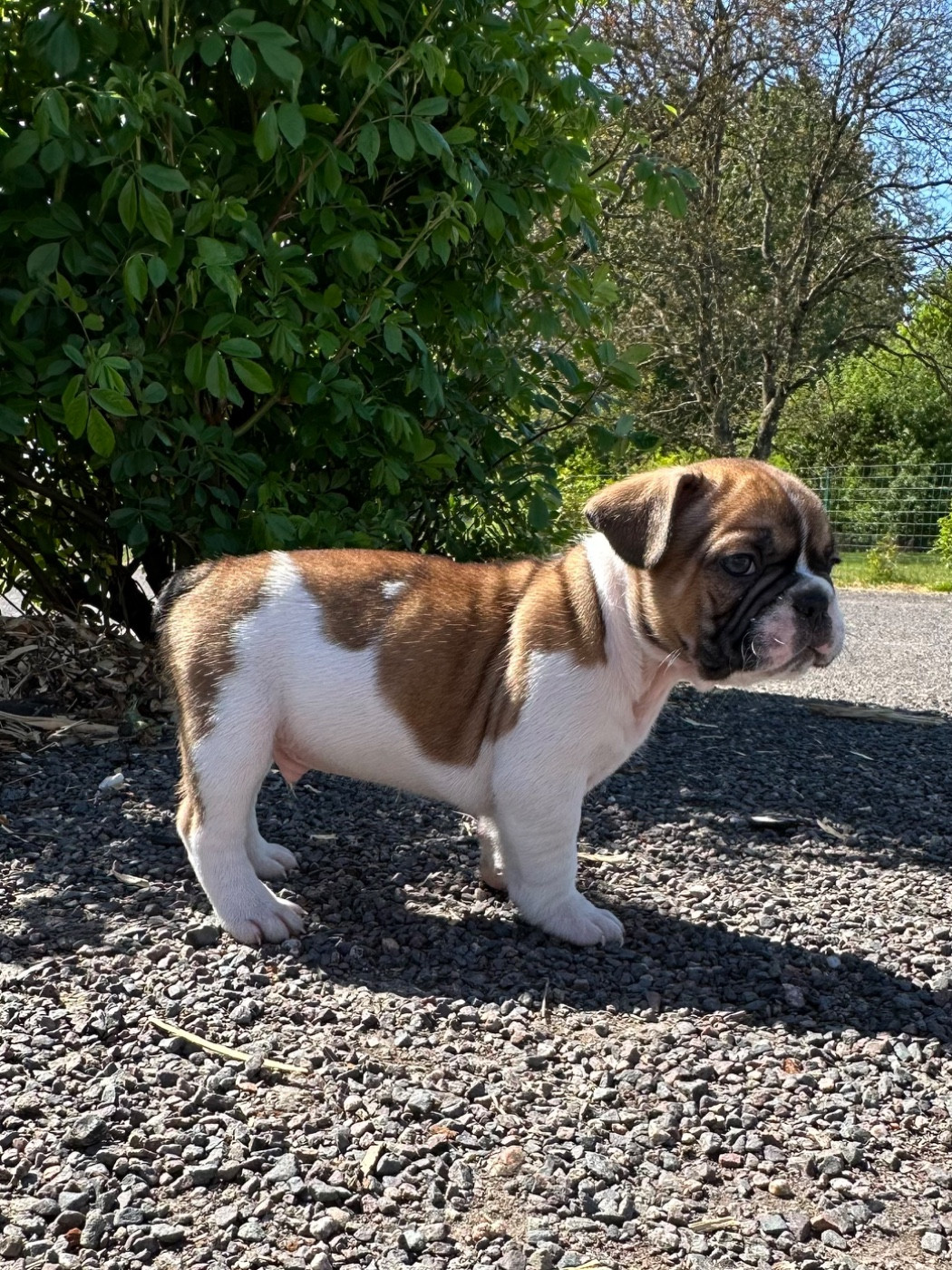Di Golfu Di Lava - Chiots disponibles - Bouledogue français