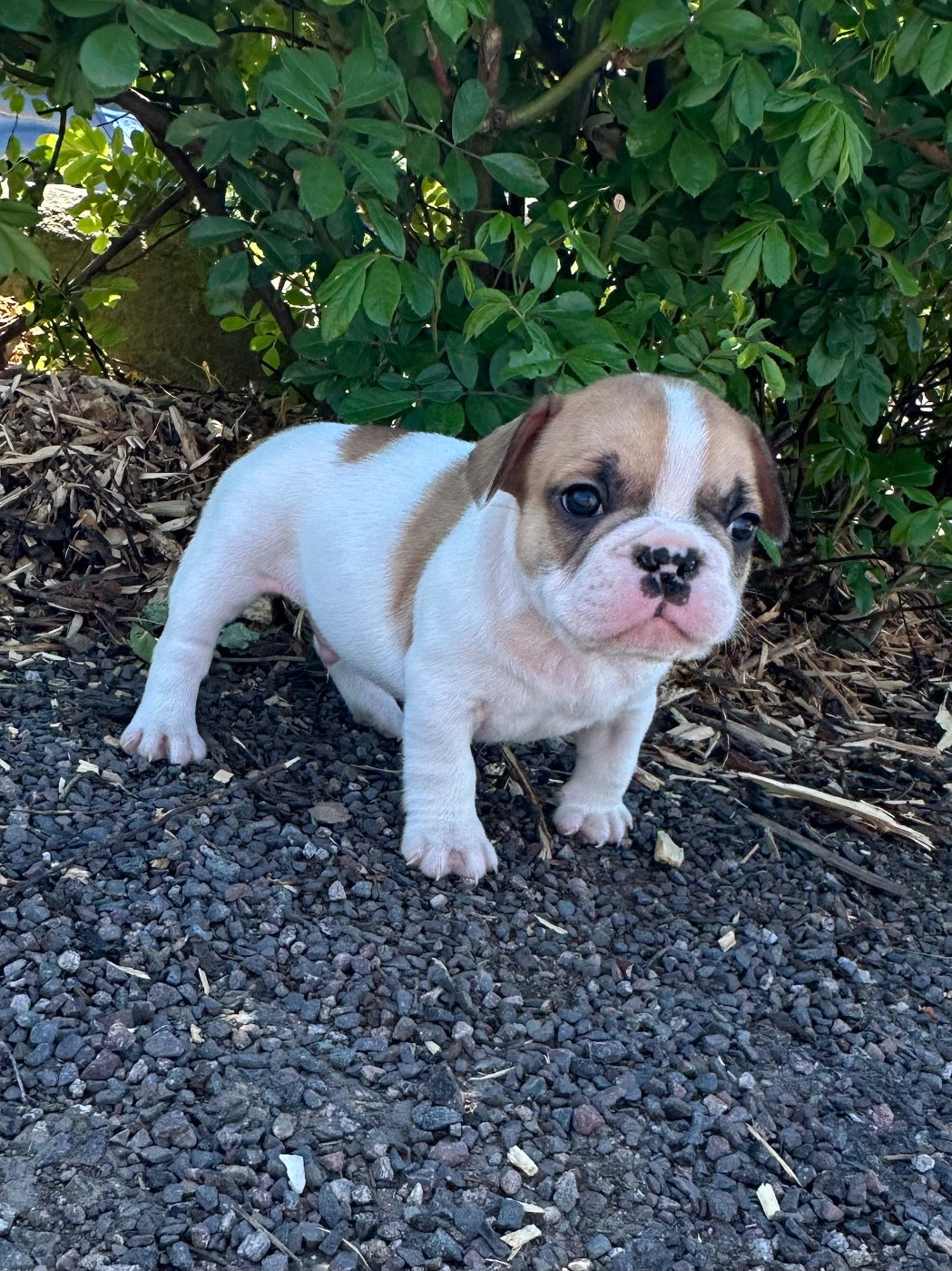 Di Golfu Di Lava - Chiots disponibles - Bouledogue français