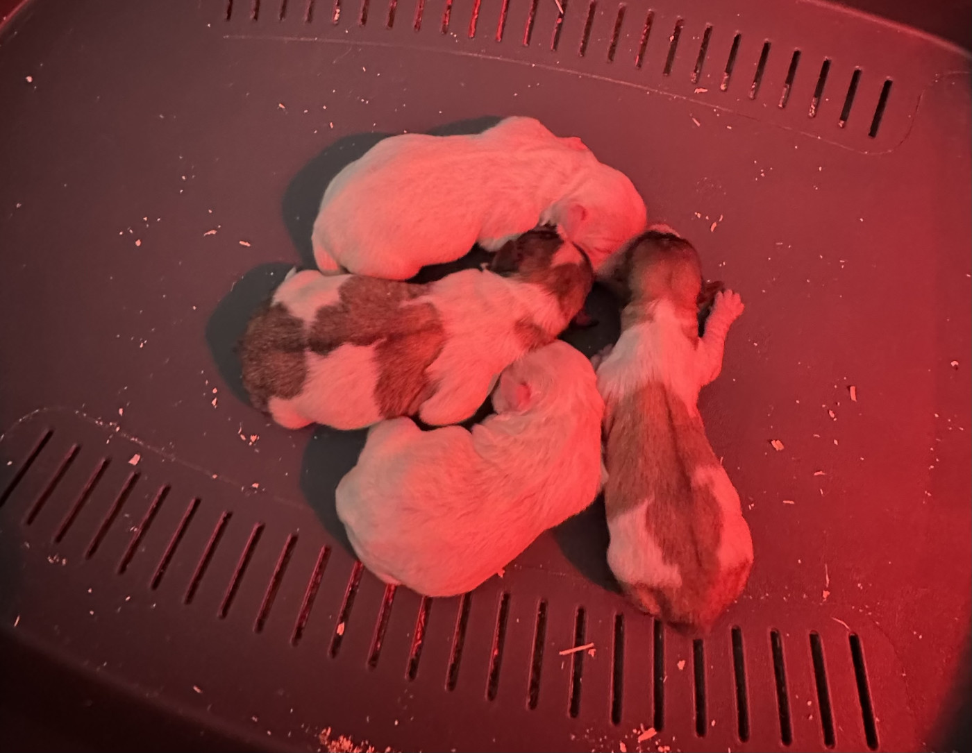 Chiot Coton de Tulear Di Golfu Di Lava