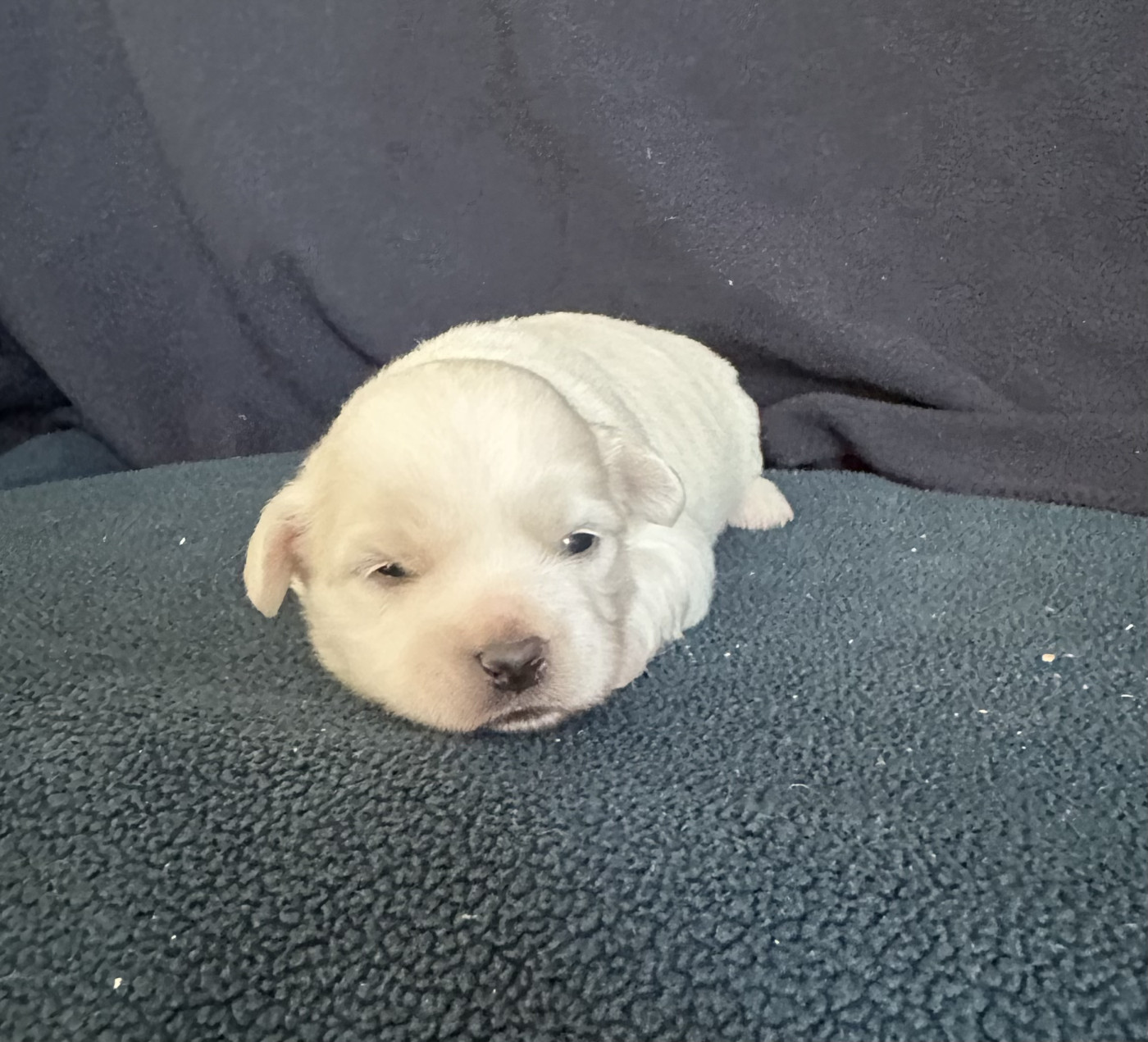 Di Golfu Di Lava - Chiots disponibles - Coton de Tulear