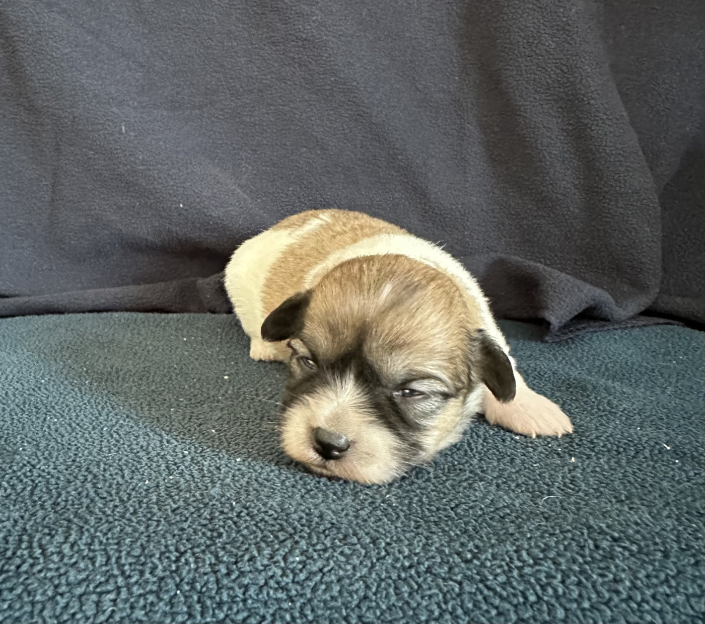 Di Golfu Di Lava - Chiots disponibles - Coton de Tulear