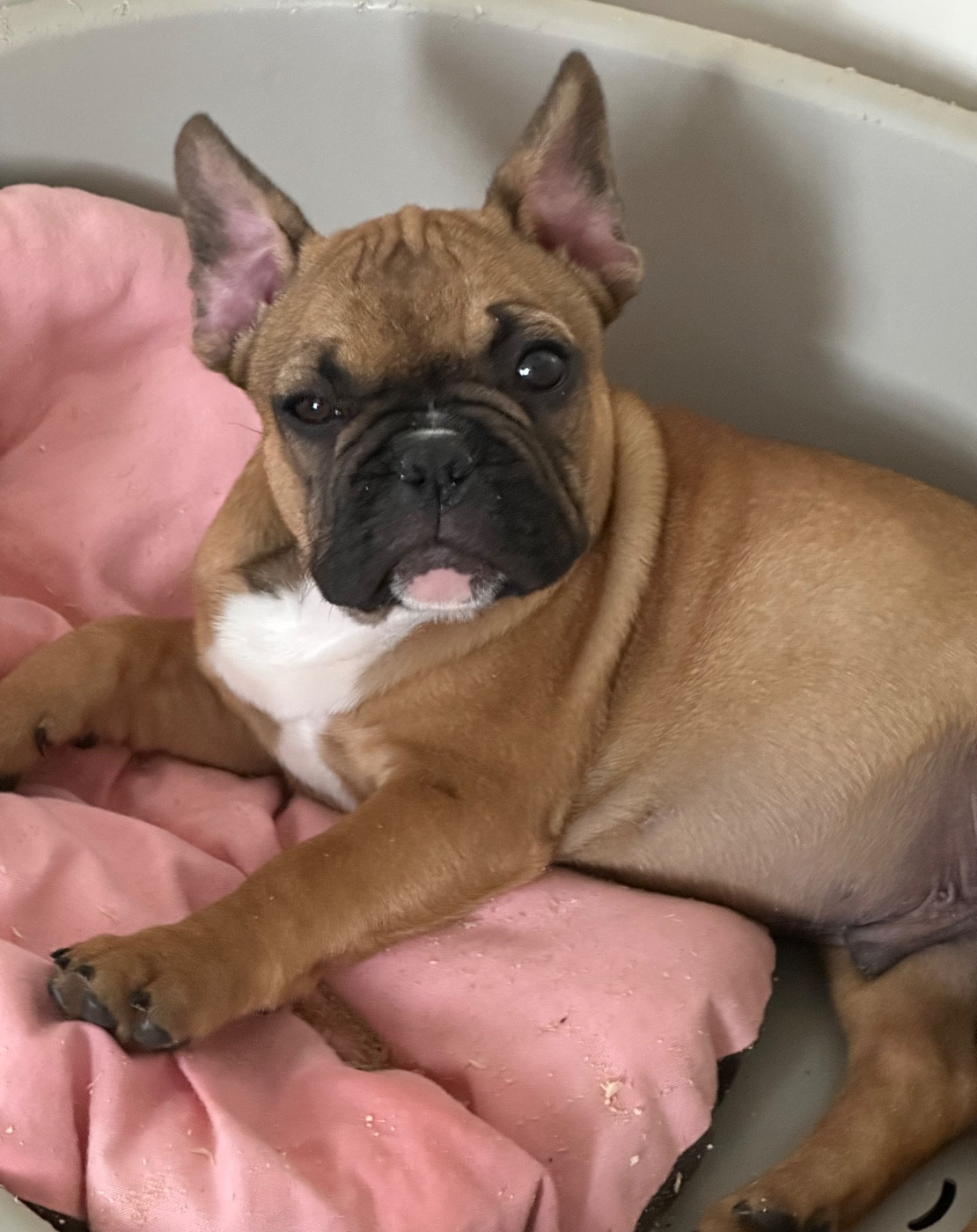 Di Golfu Di Lava - Chiots disponibles - Bouledogue français