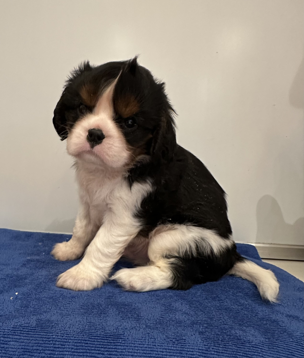 Di Golfu Di Lava - Chiots disponibles - Cavalier King Charles Spaniel