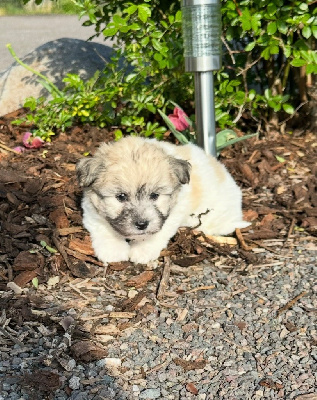 CHIOT 3