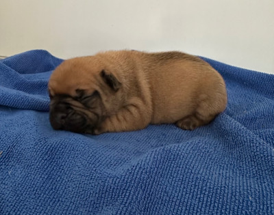 CHIOT 3