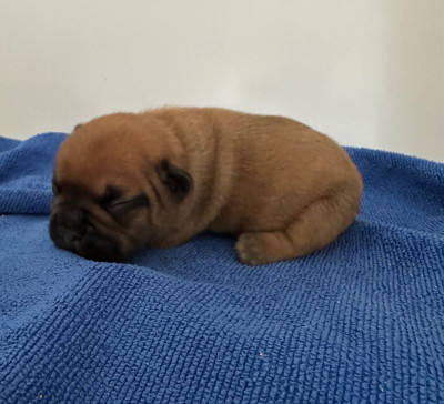 CHIOT 5