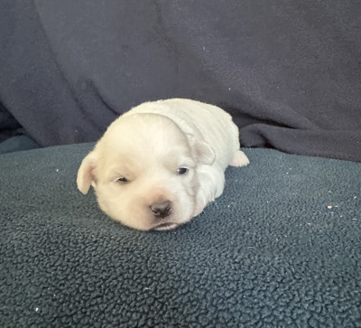 Chiot N°3