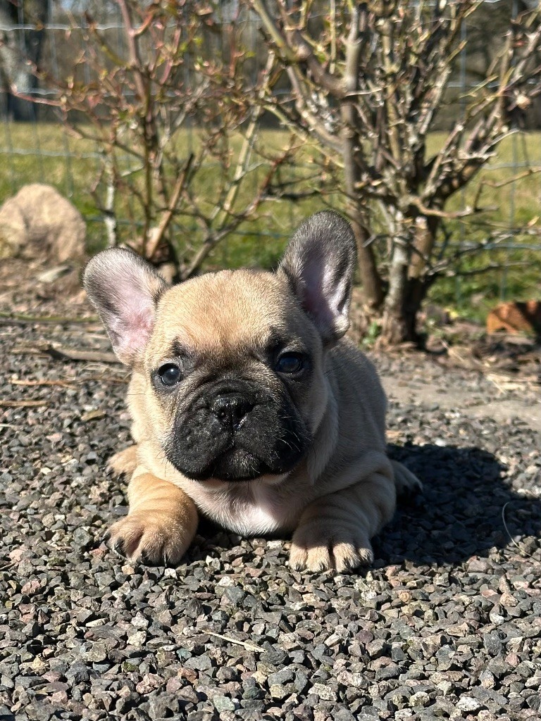 Di Golfu Di Lava - Chiots disponibles - Bouledogue français