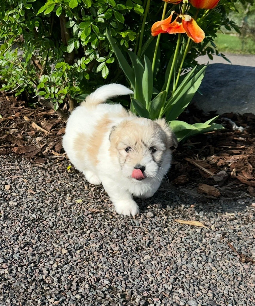 Di Golfu Di Lava - Chiots disponibles - Coton de Tulear