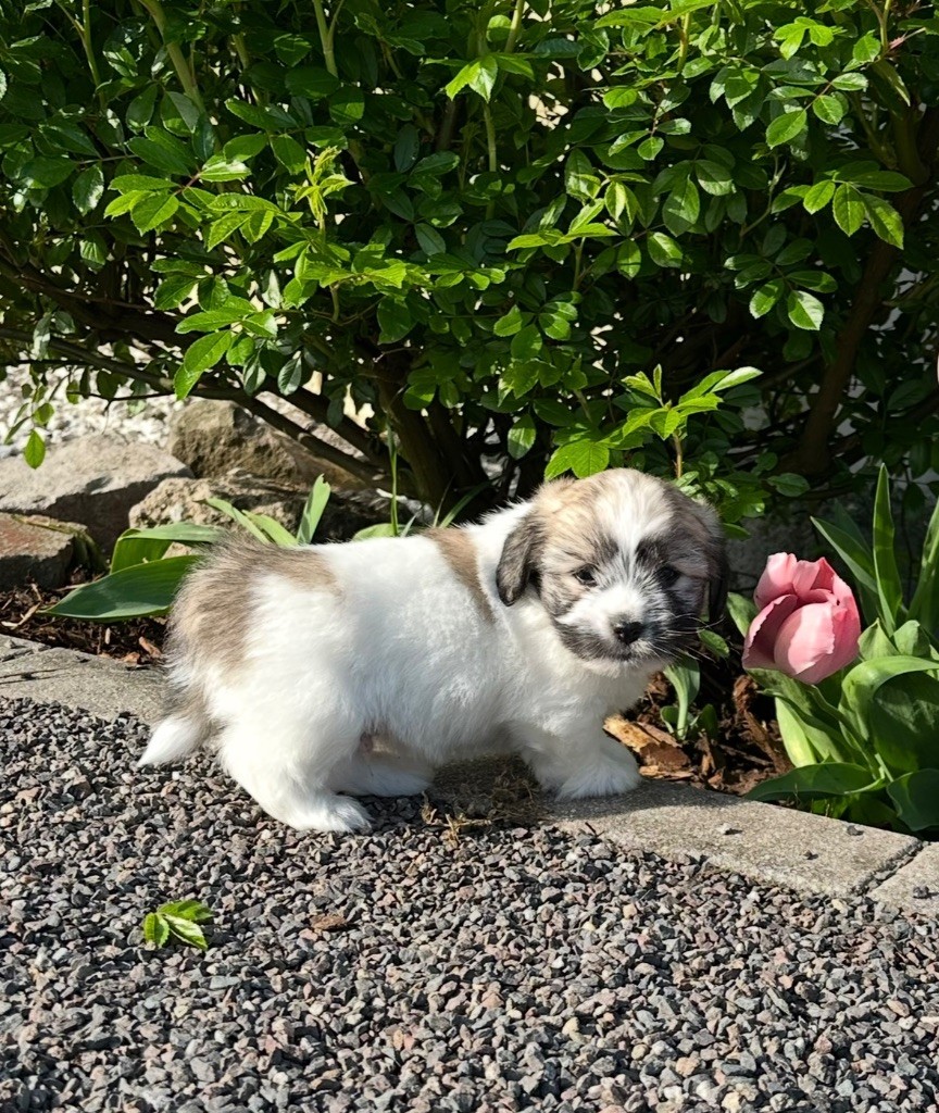 Di Golfu Di Lava - Chiots disponibles - Coton de Tulear