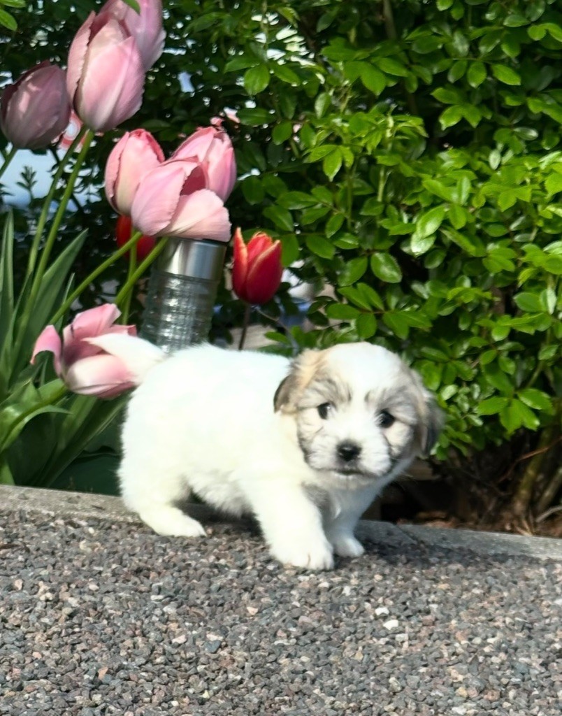 Di Golfu Di Lava - Chiots disponibles - Coton de Tulear