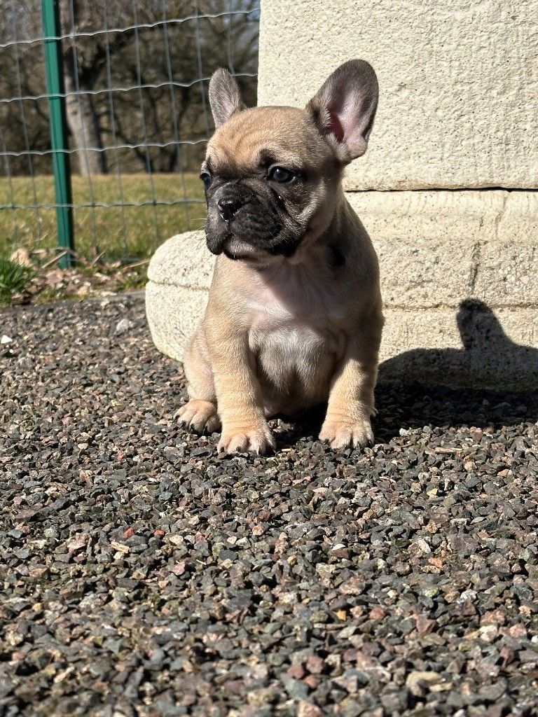 Di Golfu Di Lava - Chiots disponibles - Bouledogue français